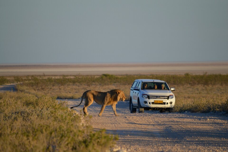 Etosha predator wildcat