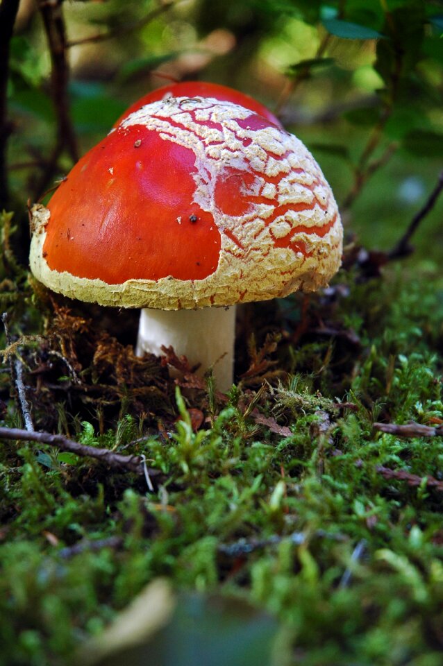 Poisonous red toxic