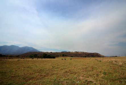 Panoramic, Green, Grass