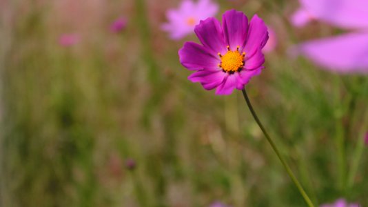 Yellow, Nature, Macro