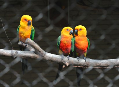 Yellow, Colorful, Zoo photo