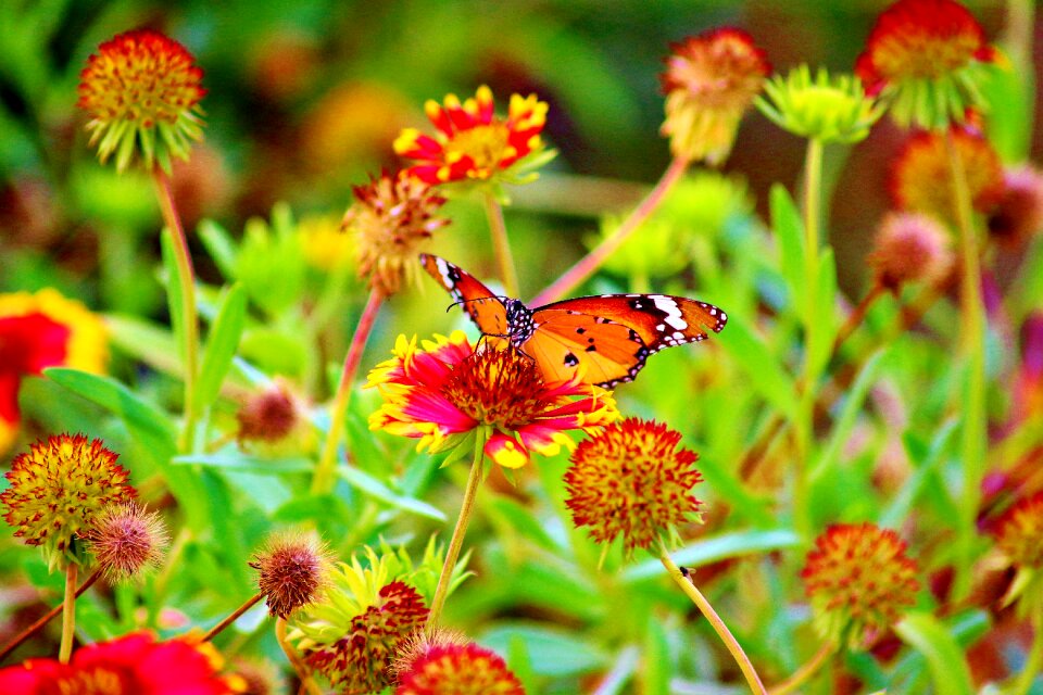 Plant summer garden