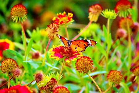 Plant summer garden