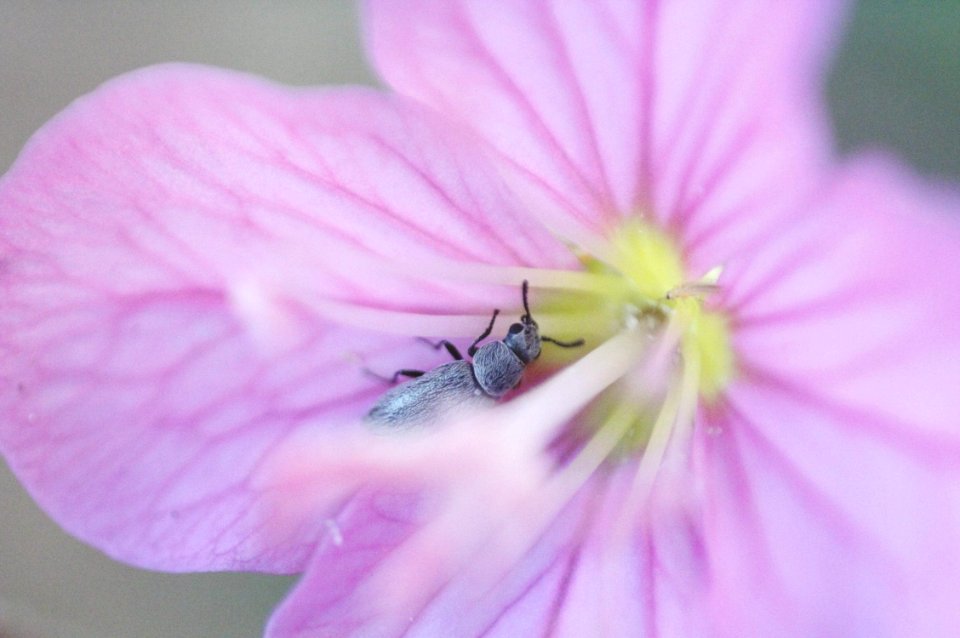 Macro, Bug, Pink