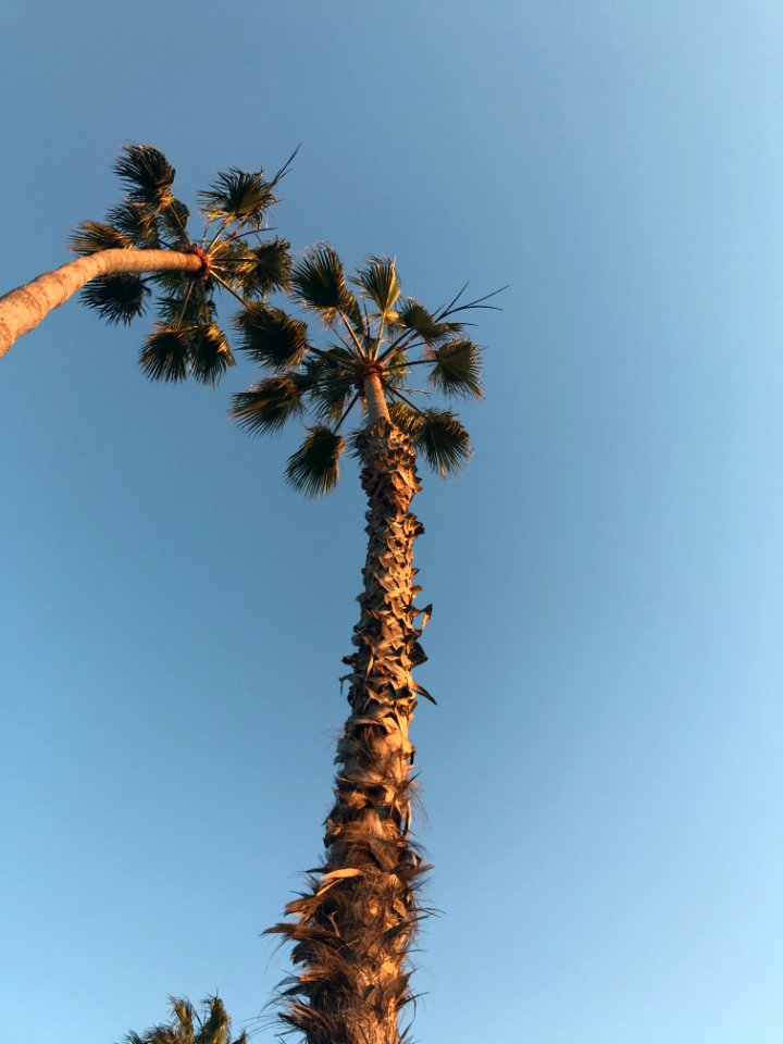 Balboa isl, Newport beach, United states
