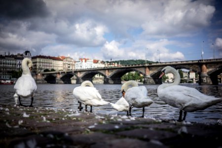 Prague, Czechia, Bridge photo