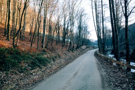 trees near road