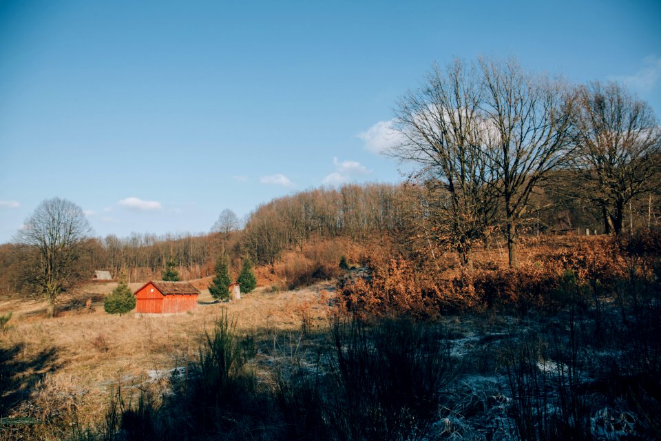 orange and brown house and brown trees