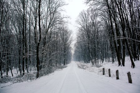 snow-covered walkway beside leafless trees photo