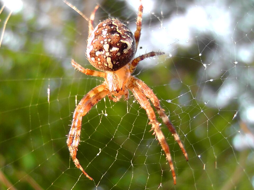 Close up cobweb insect