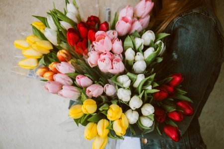 woman carrying assorted-color tulip flower lot photo
