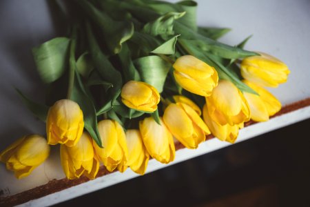 yellow tulips photo