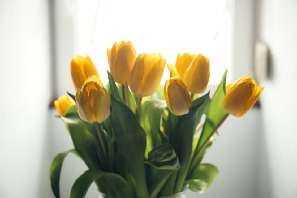 yellow tulip flower