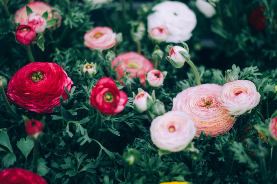 tilt shift phogoraphy of white, pink, and red petaled flowers