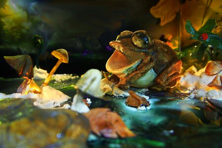 Leather frog dark