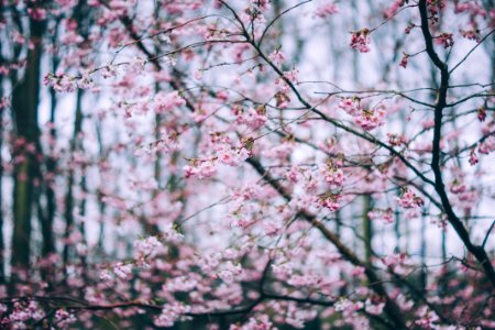 selective focus photo of pink cherry blossom photo