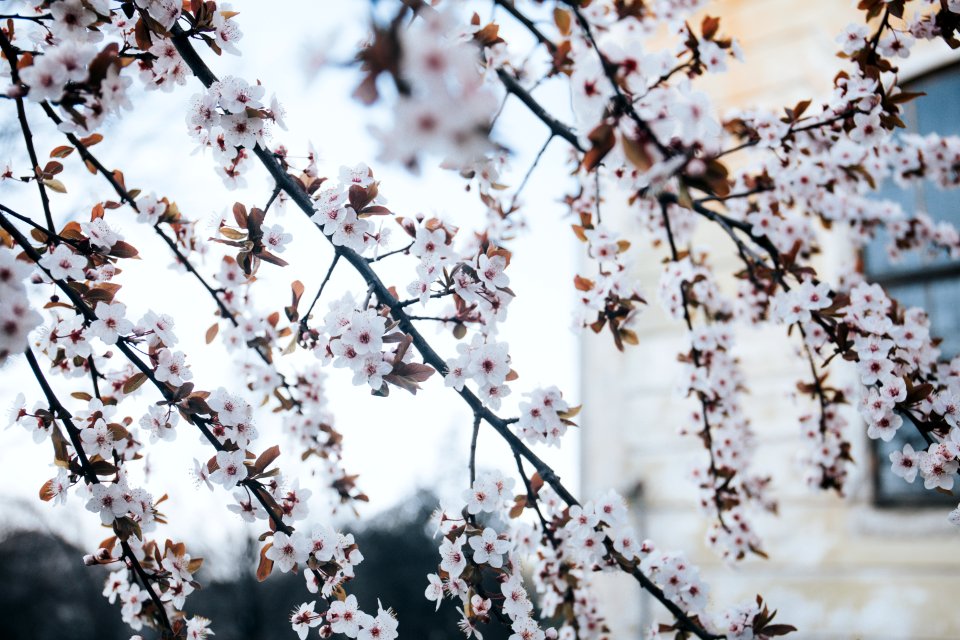 closeup photo of white cluster petaled flowers