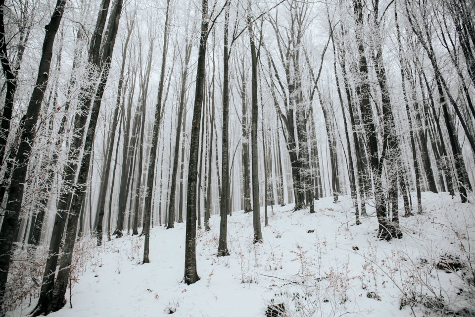 snow covered trees