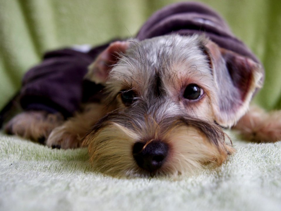 Shanghai, China, Dog