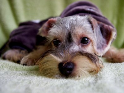 Shanghai, China, Dog