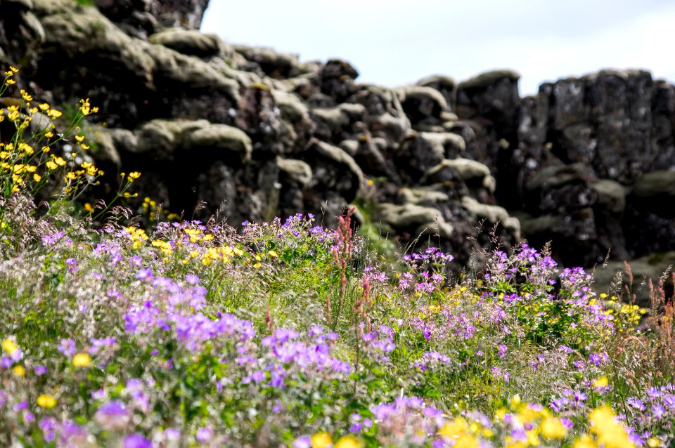 Icel, Thingvellir national park, Flowers