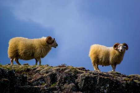 two mountain goats photo