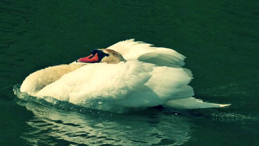 Labut aqueous bird