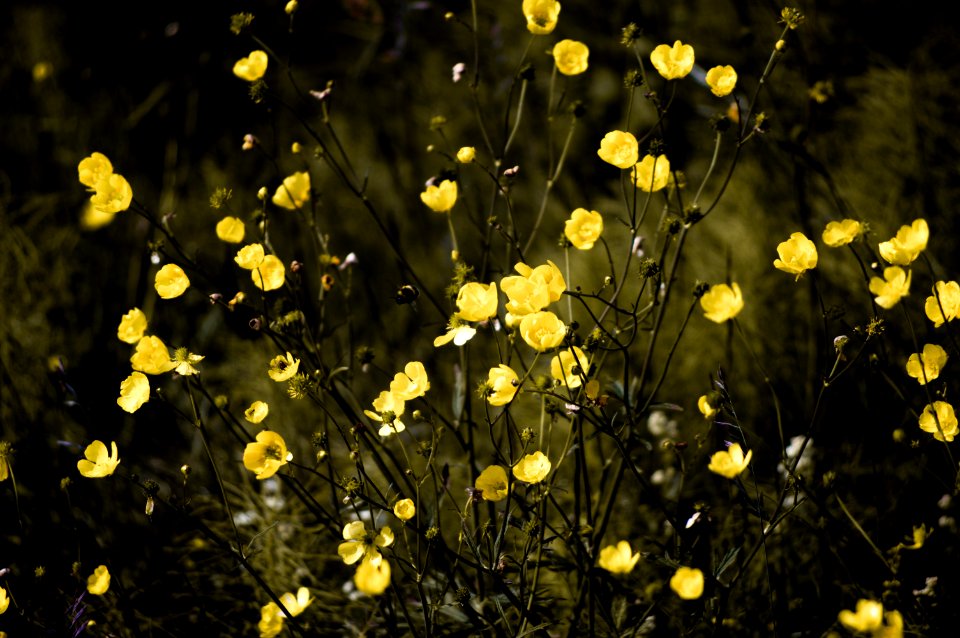 Icel, Thingvellir, Plants