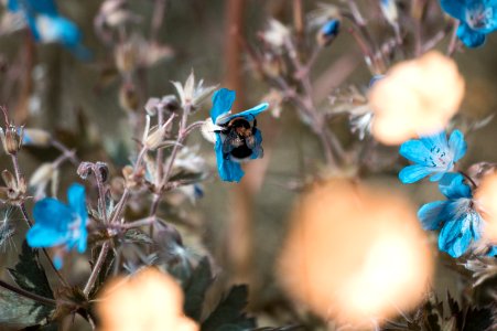 Icel, Nature, Thingvellir photo