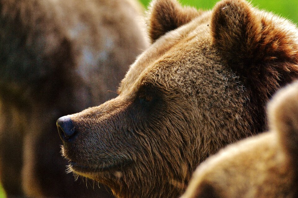Wild animal zoo wildpark poing