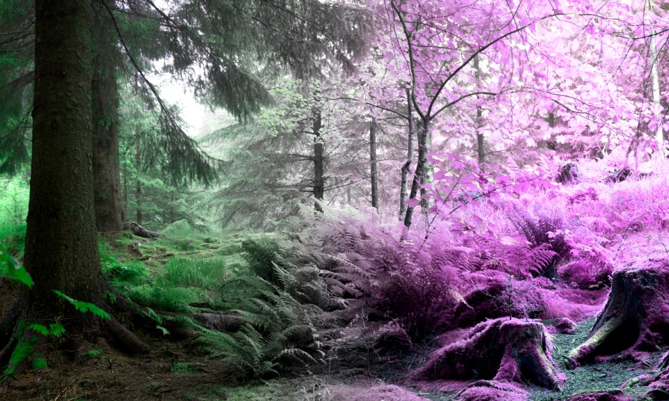 Nature, Norway, Bergen