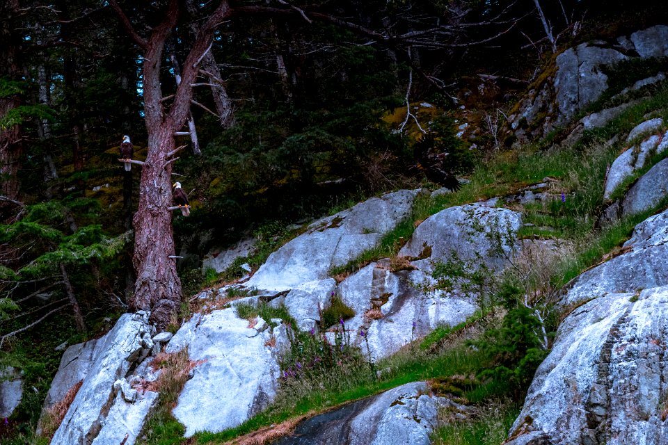 Canada, Vancouver isl, Wilderness
