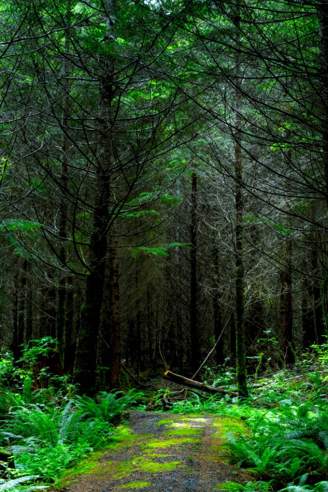 Canada, Nature, Vancouver isl