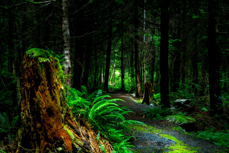 Canada, Nature, Vancouver isl