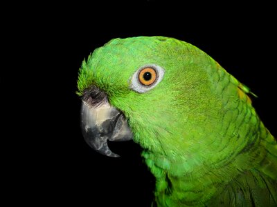 Bird green animal photo