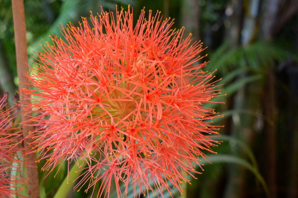 Macro small flower flower
