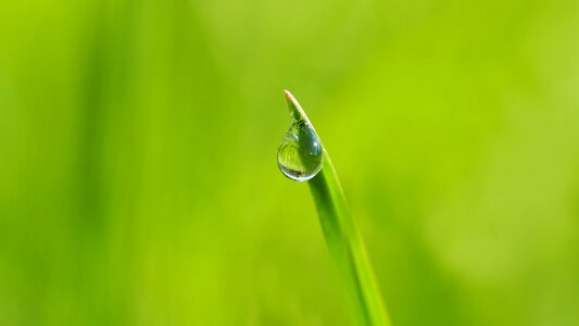 Drop of water dew green photo