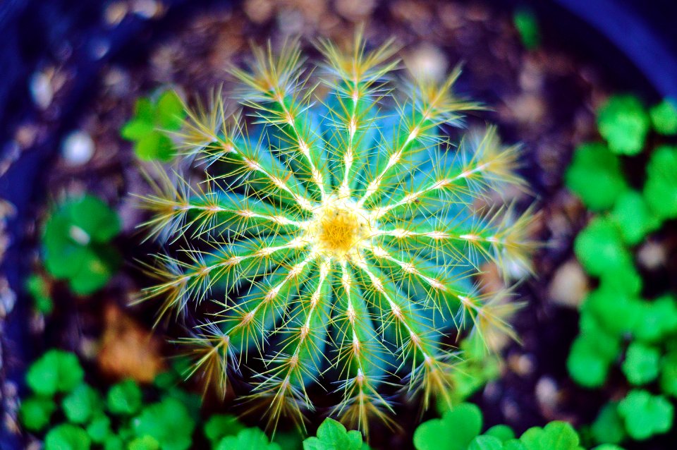 close-up photography of green and yellow petaled flower