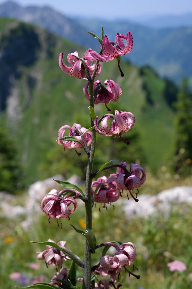 Bloom pink violet