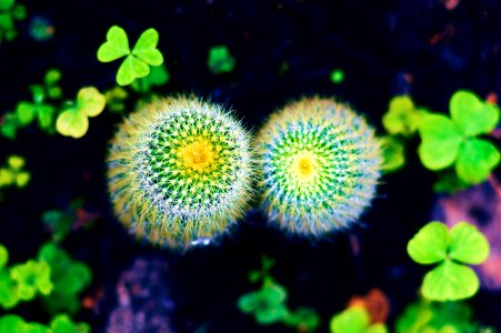 Yuriria, Mexico, Macro