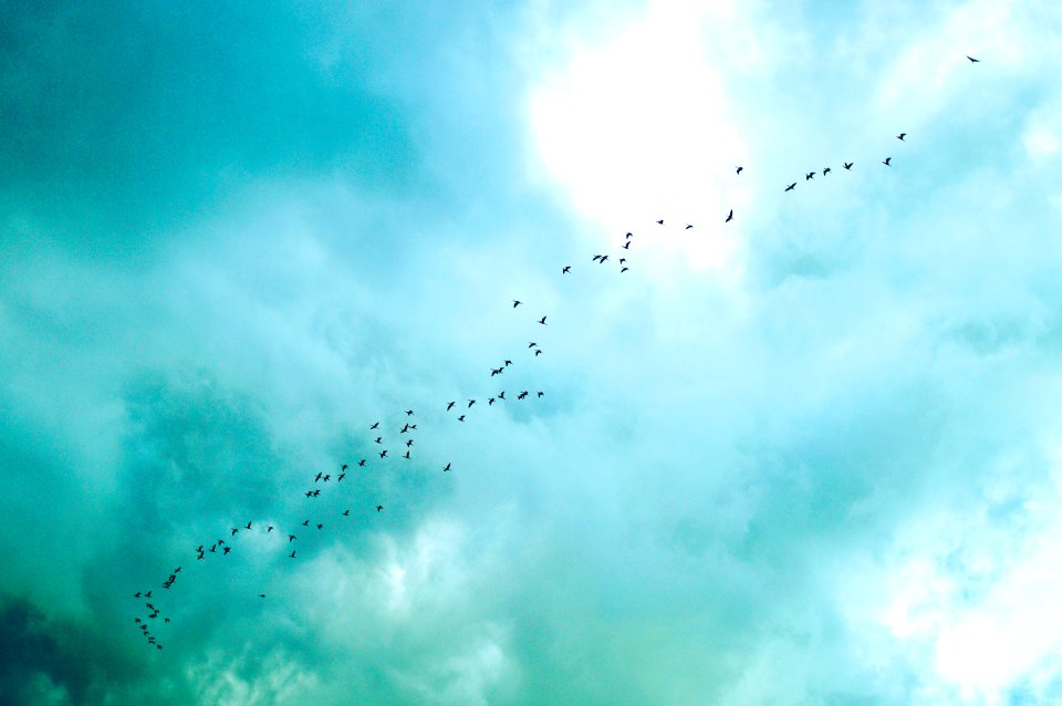 Yuriria, Mexico, Birds