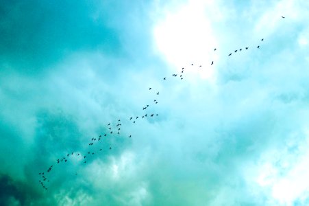 Yuriria, Mexico, Birds