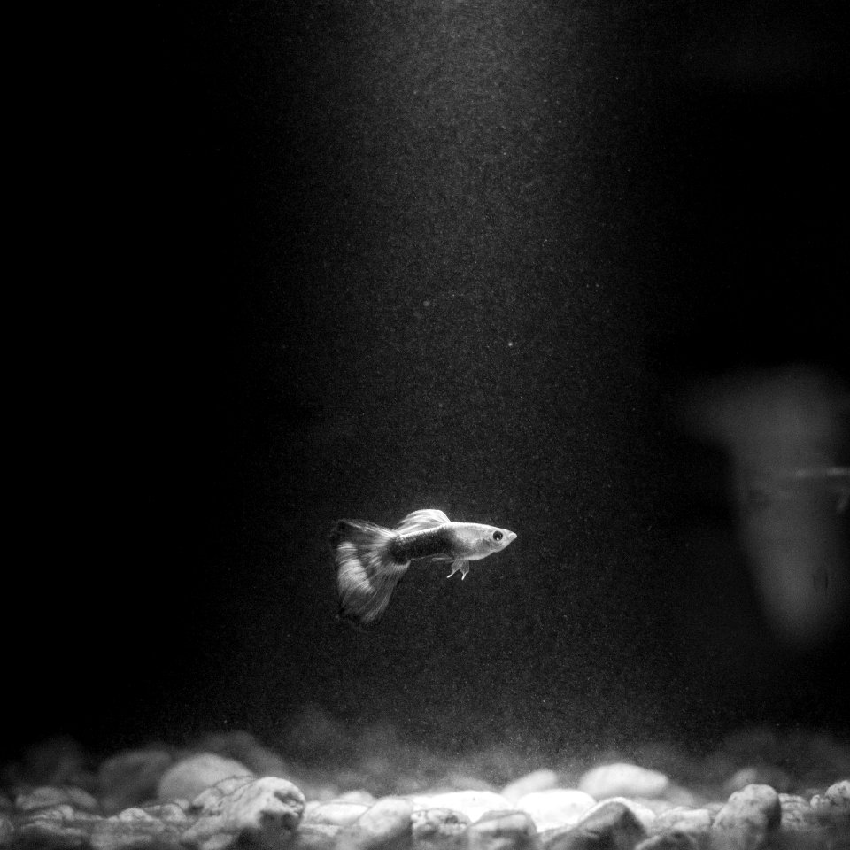grayscale photo of a fish in the water