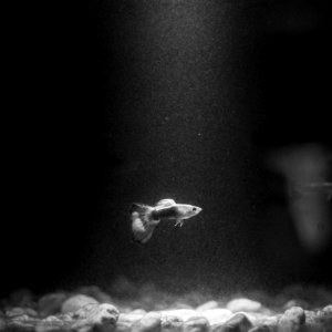 grayscale photo of a fish in the water