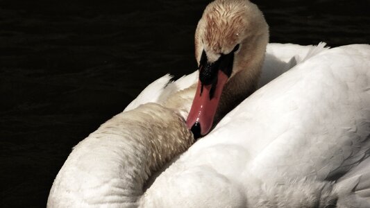 Labut aqueous bird