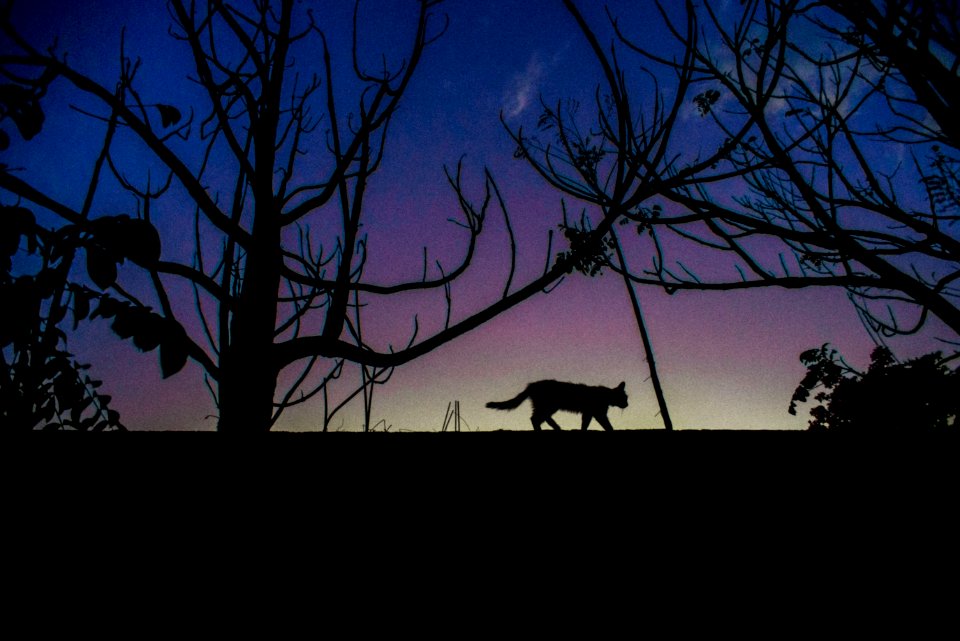 Nigh, Cat