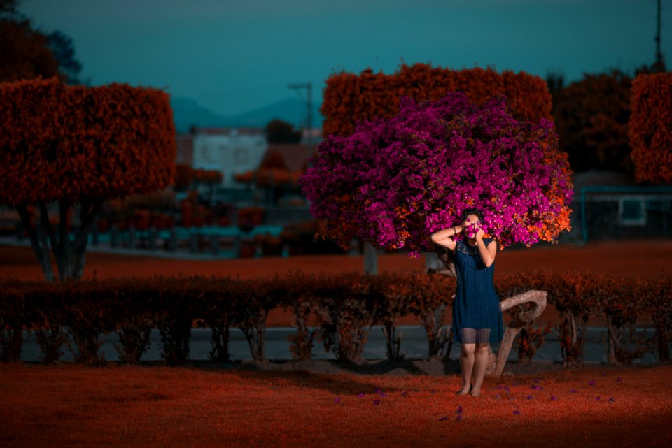 Yuriria, Mexico, Tree