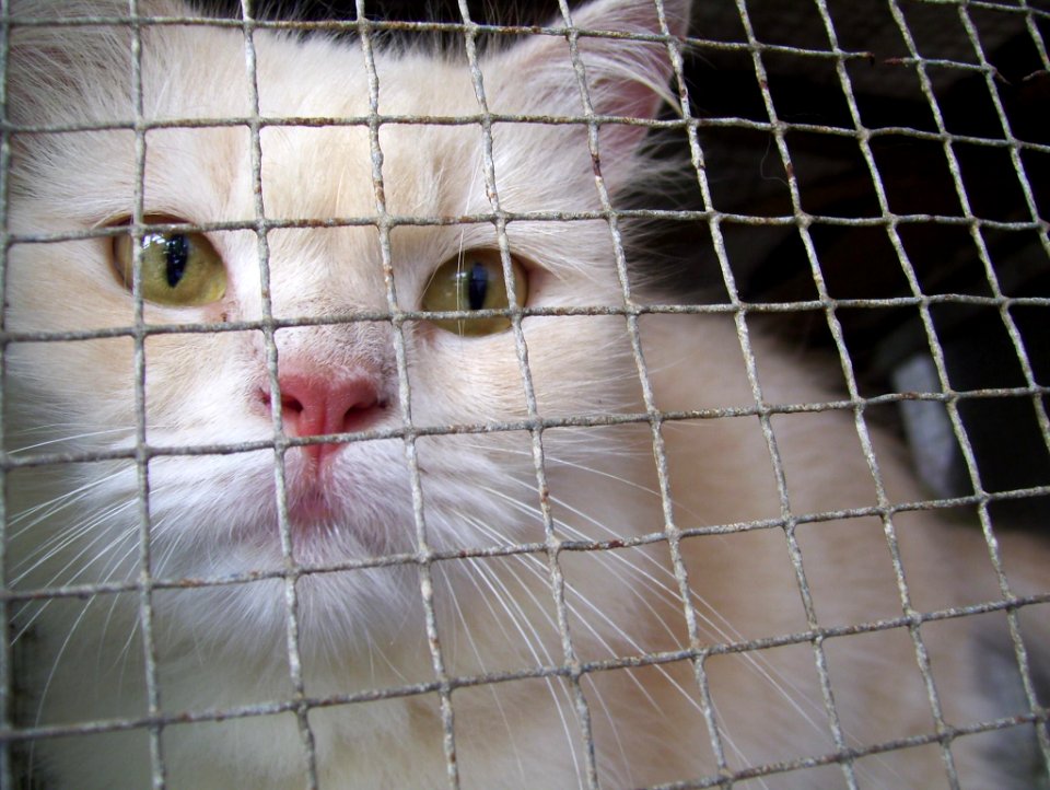 Anggora, Animal, Cat