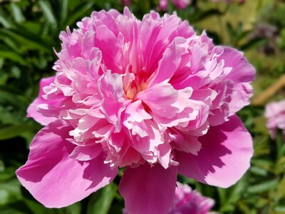 Peony peonies pink photo