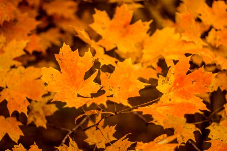Lake of the woods, United states, Yellow